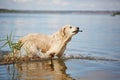 Happy labrador enjoy playing on beach with owner. Royalty Free Stock Photo