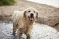 Happy labrador enjoy playing on beach with owner. Royalty Free Stock Photo