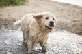 Happy labrador enjoy playing on beach with owner. Royalty Free Stock Photo