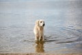 Happy labrador enjoy playing on beach with owner. Pet concept. Royalty Free Stock Photo