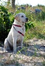 Happy labrador observing the beach