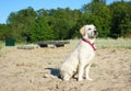 Happy labrador observing the beach