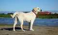 Happy labrador observing the beach