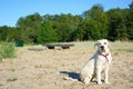 Happy labrador observing the beach