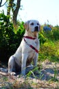 Happy labrador observing the beach