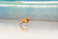 Happy Labrador playing at the beach