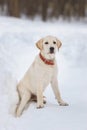 Young labrador observing winter grounds in the nature