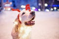 Happy Labrador retriever dog posing reindeer sits near Christmas snow winter Royalty Free Stock Photo