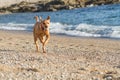 Happy Labrador Retriever dog running along a beach Royalty Free Stock Photo