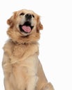 happy labrador retriever dog sticking out tongue and panting Royalty Free Stock Photo