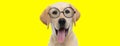 Happy labrador retriever dog wearing glasses and panting Royalty Free Stock Photo