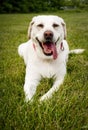 Happy Labrador retriever