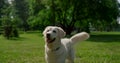 Happy labrador standing on green grass. Joyful dog wag tail on summer nature.