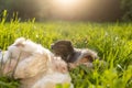 Happy lap dog lying on back in grass Royalty Free Stock Photo