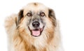 Happy Large Crossbreed Dog against White Royalty Free Stock Photo