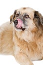 Happy Large Crossbreed Dog Licking his Nose Royalty Free Stock Photo