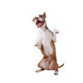 A happy large dog stands on its hind leg Royalty Free Stock Photo