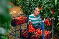 Happy Latin American horticulturist harvesting tomatoes in greenhouse Royalty Free Stock Photo