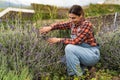 Happy Latin farmer working in garden cutting lavender flower