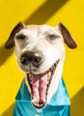 Happy laughing dog on yellow background. Blue t-shirt. Sunny light. Royalty Free Stock Photo