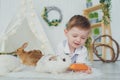 Happy laughing little boy playing with a baby rabbit, feeding it, hugging real bunny pet and learning to take care of an Royalty Free Stock Photo