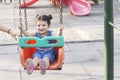 Happy laughing little girl enjoying on swing in playground Royalty Free Stock Photo