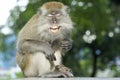 Happy laughing macaque monkey