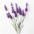 Happy Lavender Flowers On White Surface: A Symmetrical Asymmetry