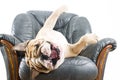 Happy lazy dog Bulldog on a sofa Royalty Free Stock Photo