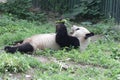 Close up Gianty Panda, China