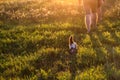 Happy life. Harmony Green grass background with sun beam. Bright natural bokeh. Rear view of cropped people and cat with Royalty Free Stock Photo