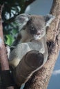 Happy life Koala