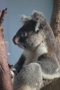 Happy life Koala