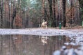 A happy light brown dog runs in the autumn pine forest, reflecting in the water