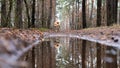 Happy light dog runs in a pine forest reflected in the water