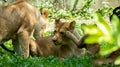 Happy Lion Family Playing on Green Grass with Sunshine