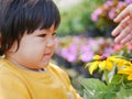 A happy little Asian baby girl receiving / taking a pot of refreshing yellow flowers from her mother