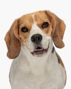 happy little beagle looking forward, opening mouth and panting