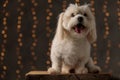 Happy little bichon dog sticking out his tongue Royalty Free Stock Photo