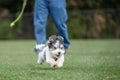 Happy Havanese Puppy Plays Fetch