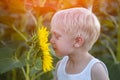 Happy little blond boy sniffing a sunflower flower on a green sunny field. Close-up Royalty Free Stock Photo