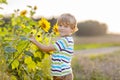 Happy little blond kid boy on summer sunflower field outdoors. Cute preschool child having fun on warm summer evening at Royalty Free Stock Photo