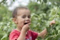A happy little boy eats berries from a bush Royalty Free Stock Photo
