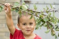 A happy little boy eats berries from a bush Royalty Free Stock Photo