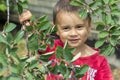 A happy little boy eats berries from a bush Royalty Free Stock Photo