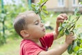 A happy little boy eats berries from a bush Royalty Free Stock Photo