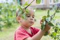 A happy little boy eats berries from a bush Royalty Free Stock Photo