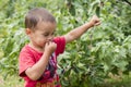 A happy little boy eats berries from a bush Royalty Free Stock Photo