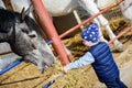 Horse ranch. Boy feeding horse Royalty Free Stock Photo