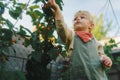 Happy little boy harvesting and eating raspberries. Royalty Free Stock Photo
